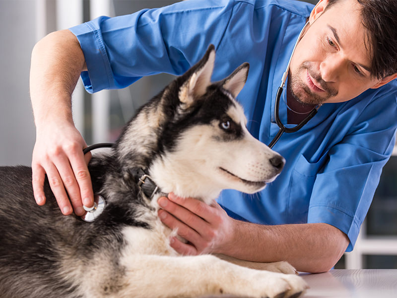 Diabetes in Dogs: Symptoms and Treatments